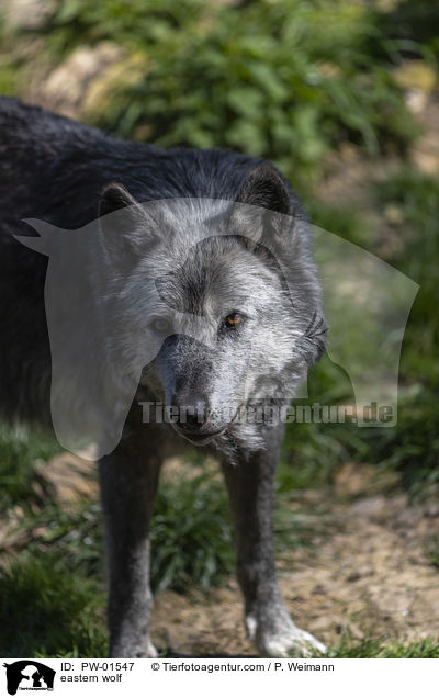 Timberwolf / eastern wolf / PW-01547
