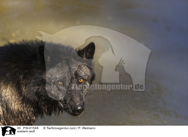 Timberwolf / eastern wolf / PW-01548