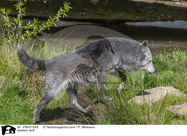 Timberwolf / eastern wolf / PW-01549