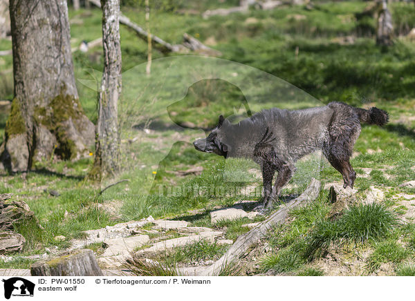 Timberwolf / eastern wolf / PW-01550