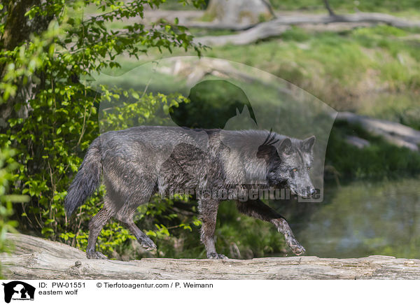 Timberwolf / eastern wolf / PW-01551
