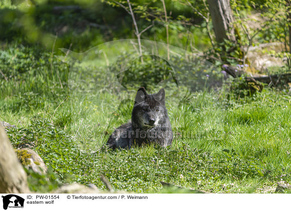 Timberwolf / eastern wolf / PW-01554