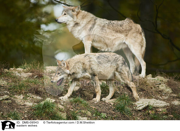 Timberwlfe / eastern wolves / DMS-09543