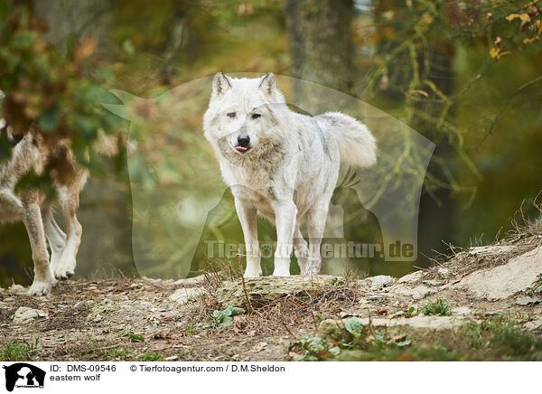 Timberwolf / eastern wolf / DMS-09546