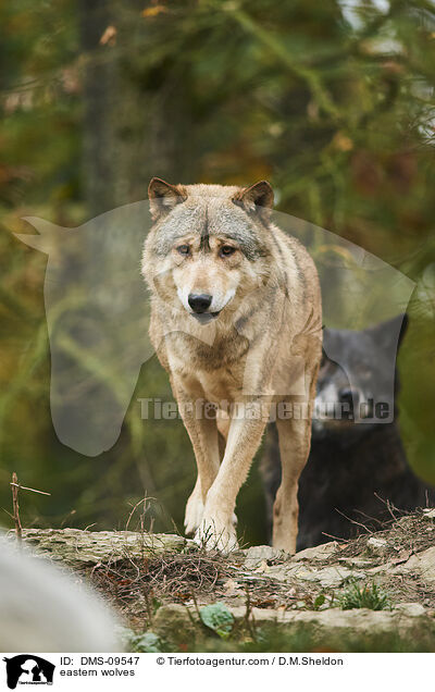 Timberwlfe / eastern wolves / DMS-09547