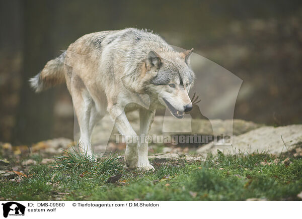 Timberwolf / eastern wolf / DMS-09560