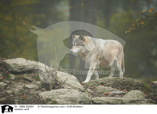 Timberwolf / eastern wolf / DMS-09564