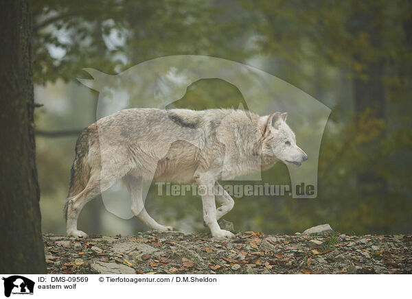 Timberwolf / eastern wolf / DMS-09569