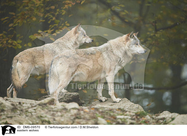 Timberwlfe / eastern wolves / DMS-09570