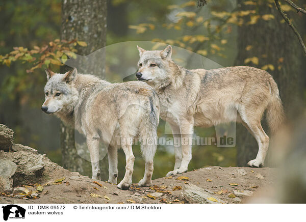 Timberwlfe / eastern wolves / DMS-09572