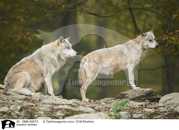 Timberwlfe / eastern wolves / DMS-09573