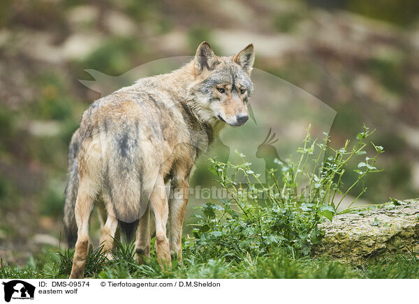 Timberwolf / eastern wolf / DMS-09574