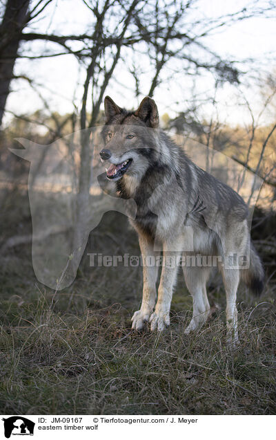 Timberwolf / eastern timber wolf / JM-09167