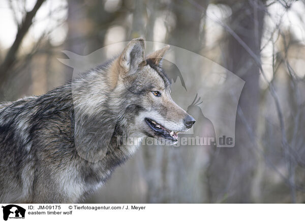 eastern timber wolf / JM-09175