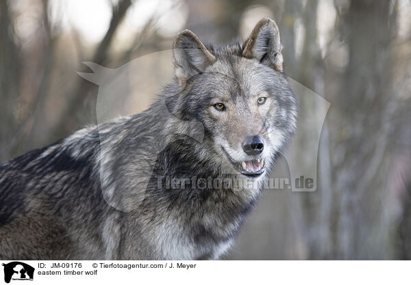 eastern timber wolf / JM-09176