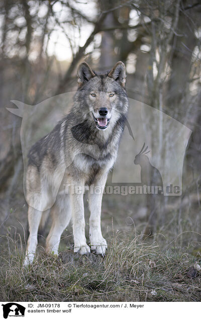 Timberwolf / eastern timber wolf / JM-09178