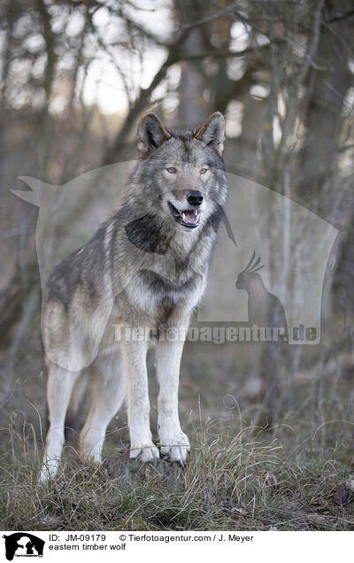 Timberwolf / eastern timber wolf / JM-09179