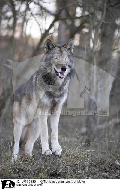 eastern timber wolf / JM-09180