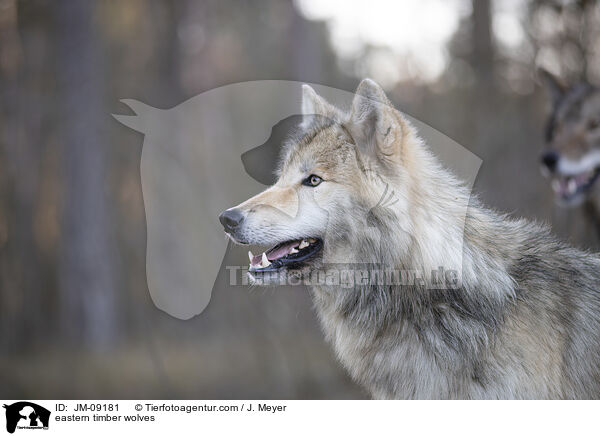 eastern timber wolves / JM-09181