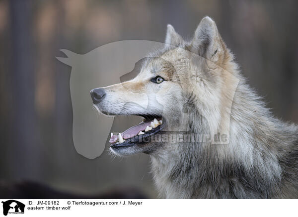 Timberwolf / eastern timber wolf / JM-09182