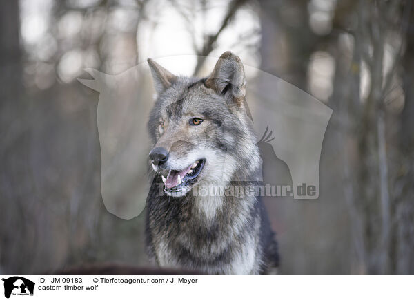 eastern timber wolf / JM-09183