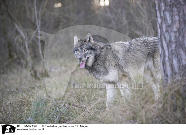Timberwolf / eastern timber wolf / JM-09190
