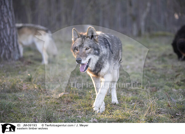 eastern timber wolves / JM-09193