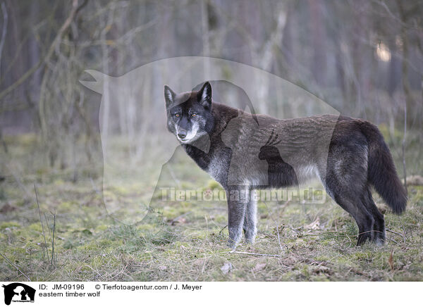 Timberwolf / eastern timber wolf / JM-09196