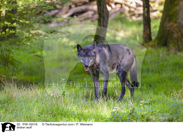 Timberwolf / timber wolf / PW-16016