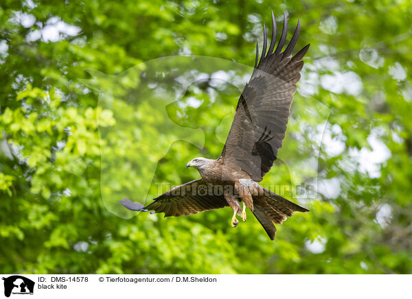 Schwarzmilan / black kite / DMS-14578