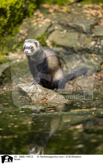 Frettchen / ferret / DMS-14612