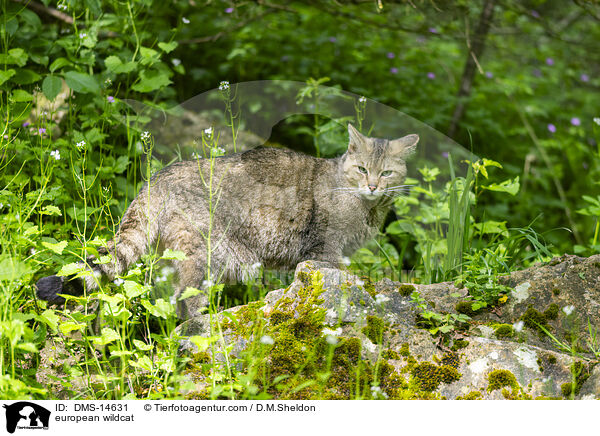 Europische Wildkatze / european wildcat / DMS-14631