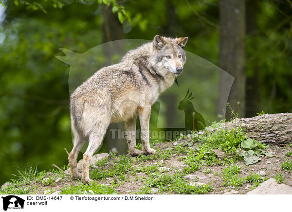 Timberwolf / deer wolf / DMS-14647