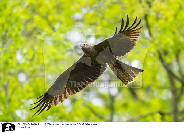 Schwarzmilan / black kite / DMS-14649