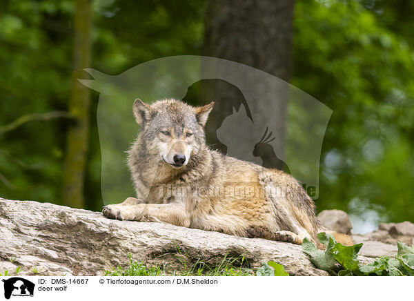 Timberwolf / deer wolf / DMS-14667