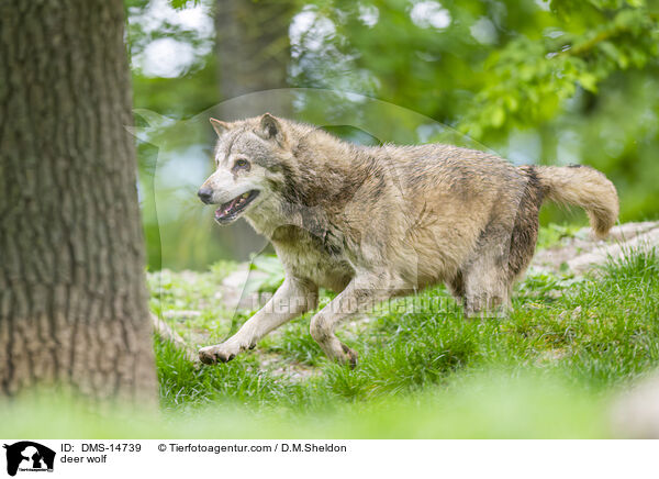 Timberwolf / deer wolf / DMS-14739