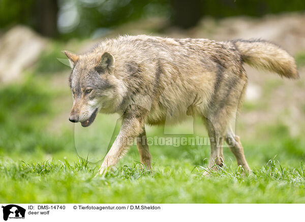 Timberwolf / deer wolf / DMS-14740
