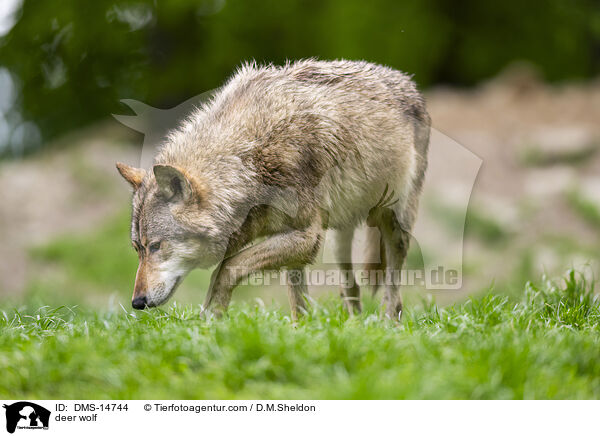 Timberwolf / deer wolf / DMS-14744