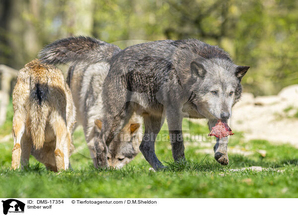 Timberwolf / timber wolf / DMS-17354