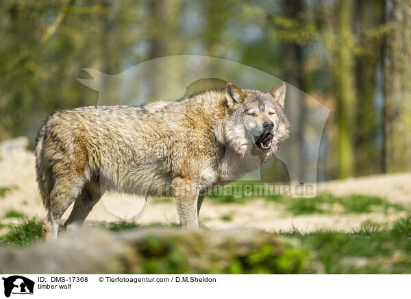 Timberwolf / timber wolf / DMS-17368