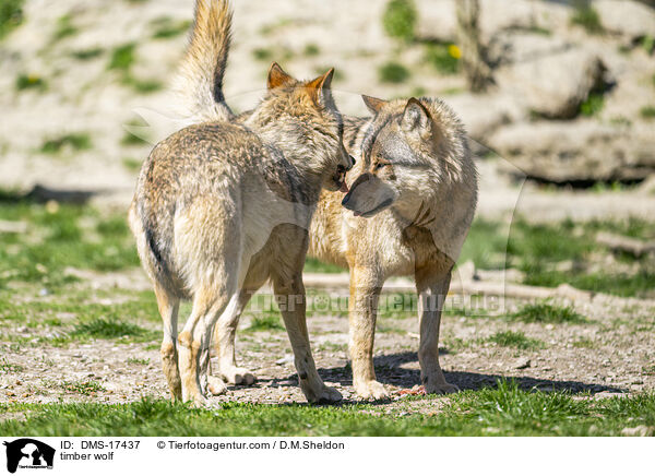 timber wolf / DMS-17437