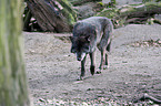 Eastern timber wolf