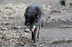 Eastern timber wolf