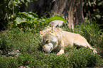 Eastern timber wolf