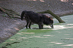 eastern timber wolf