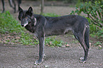 eastern timber wolf