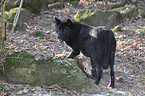 standing timberwolf