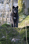 standing timberwolf