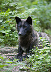 liegender Eastern timber wolf