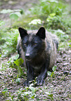 liegender Eastern timber wolf